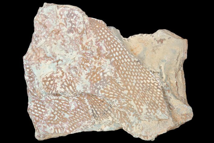 Ordovician Graptolite (Araneograptus) Plate - Morocco #126421